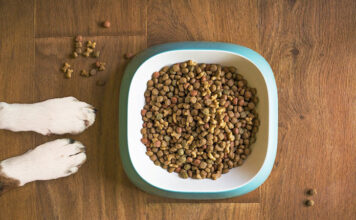 Jak wybrać najlepszą karmę dla swojego psa lub kota