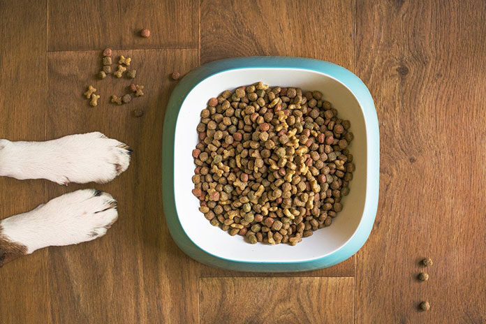 Jak wybrać najlepszą karmę dla swojego psa lub kota