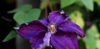 Czego zazdroszczą Polacy?