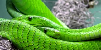 Czy we Włoszech są jadowite zwierzęta?