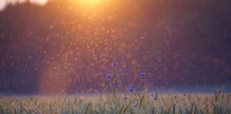 Czy w Korei są komary?