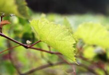 Ile wody na 10l moszczu? Ile wody na 10l moszczu?