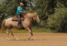 Co trzeba mieć żeby wjechać samochodem do Czech? Co trzeba mieć żeby wjechać samochodem do Czech?