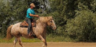 Co trzeba mieć żeby wjechać samochodem do Czech?