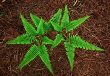 Które narody Najwięcej piją?