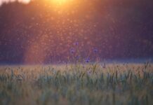 Czy są komary we Włoszech?