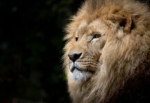 Co oznacza Lew w Wenecji?