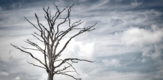 Ile lat przeciętnie żyje człowiek?