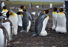 Ile jest wysp w Wenecji?