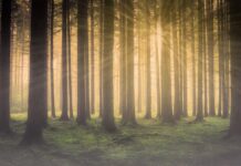 Jak jechać we mgle w nocy?