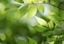 Jakie państwo istniało najkrócej?