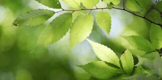 Jakie państwo istniało najkrócej?