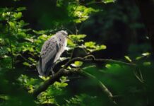 Jak długo jedzie się z Polski do Włoch? Jak długo jedzie się z Polski do Włoch?