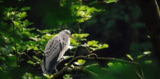 Jak długo jedzie się z Polski do Włoch?