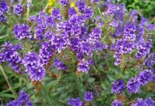 Czy Hebe to polska marka?