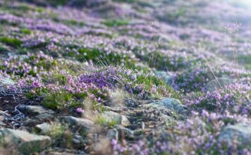 Jak wejść na Śnieżkę od czeskiej strony?