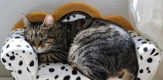 Czy Włosi mają sieste?