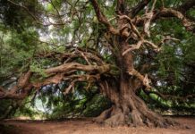 Ile kosztuje drzewo w Czechach? Ile kosztuje drzewo w Czechach?