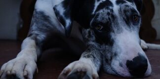 Czego nie lubią Duńczycy?