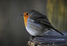 Dlaczego jest 12 gwiazd na fladze Unii Europejskiej? Dlaczego jest 12 gwiazd na fladze Unii Europejskiej?