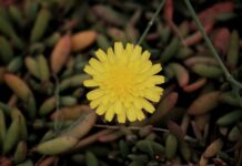 Jak wygląda typowa Włoszka? Jak wygląda typowa Włoszka?