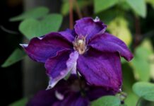 Czego zazdroszczą Polakom Czesi?