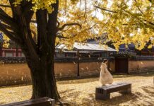 Co jest zakazane w Wenecji? Co jest zakazane w Wenecji?