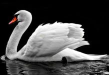 Ile kosztuje tramwaj wodny w Wenecji? Ile kosztuje tramwaj wodny w Wenecji?