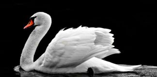 Ile kosztuje tramwaj wodny w Wenecji?