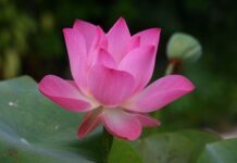 Jak się mówi po angielsku obiad?