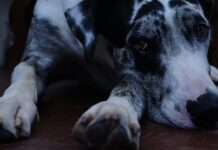 Co lubią Duńczycy?