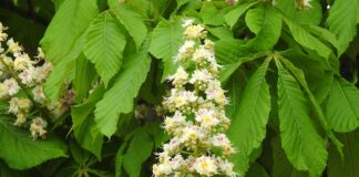 Jak wygląda matura we Włoszech?